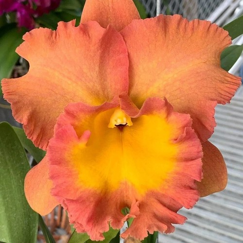 Pianta orchidea cattleya - di,