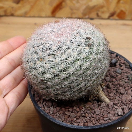 Mammillaria candida vaso - mammillaria, cm