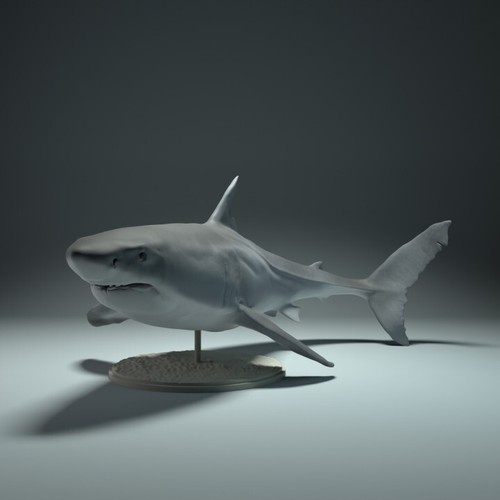 White shark squalo bianco - white,
