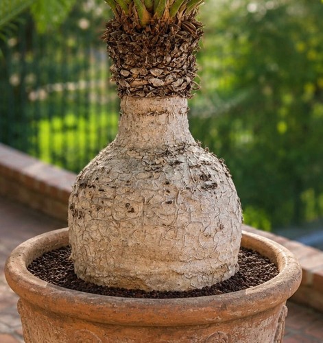 Cycas petraea seeds semi - petraea,