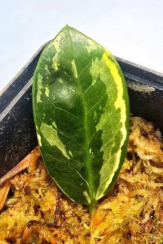 Zamioculcas zamiifolia - zamioculcas,