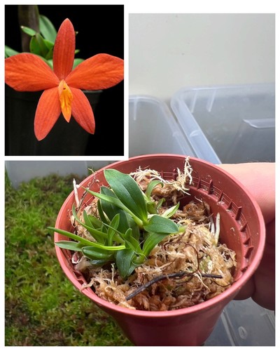Orchidea sophronitis miniata - sophronitis,