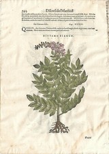 Stampa antica MATTIOLI