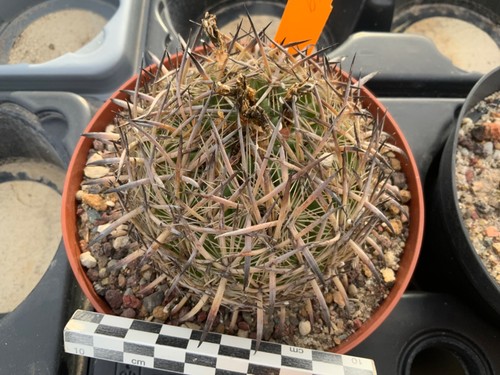 169 echinomastus unguispinus - 169,
