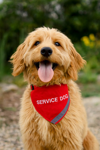 Bandana per cani servizio e - per, di