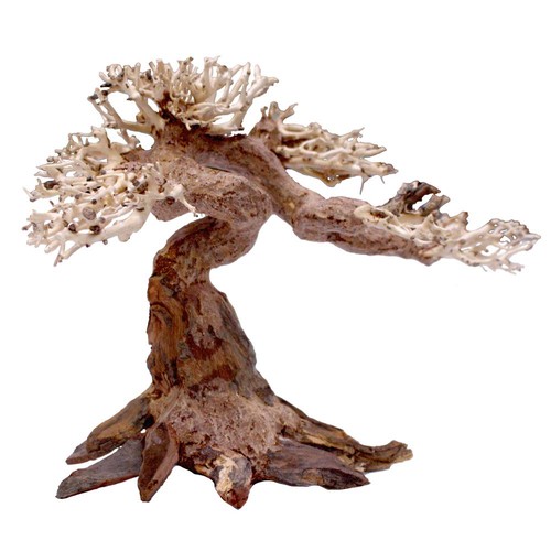 Amtra legno oriental wind - amtra,