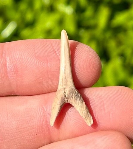 Dente squalo fossile - dente, di