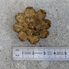 Ancien cache clou piton en