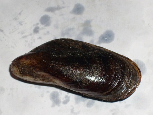 Modiolus barbatus jumboooooo - modiolus,
