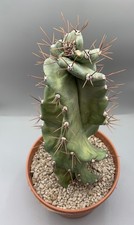 Cereus Forbesi Cv Spiralis  H 30 Cm Pot 16 Colonnare Verde Giallo Decorativa