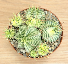 Euphorbia pulvinata f