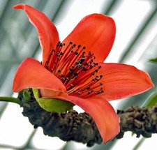 Ceiba bombax | Albero di cotone seta | Rosso seta-cotone - Albero di cotone seta | Seta rossa-