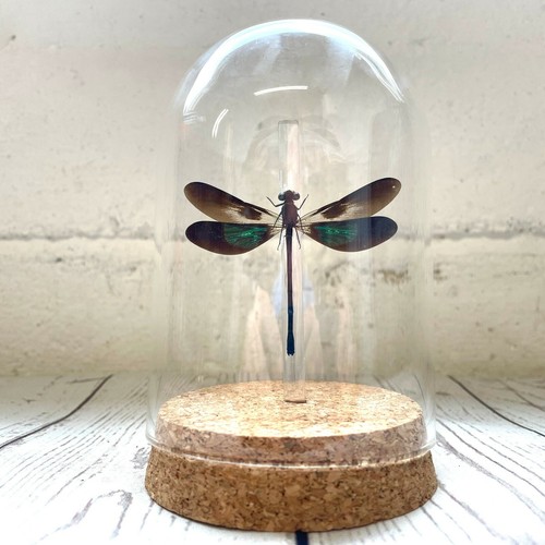 Metallic gossamer wing - metallic,