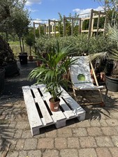 Howea forsteriana 80-100 cm palma Kentia facile da curare elegante pianta d'appartamento