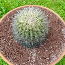 Echinocactus grusonii var