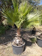 Palma Washingtonia Palma