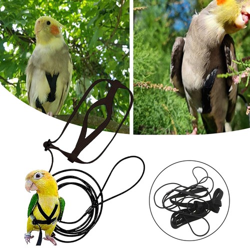 Train and exercise your - train, birds
