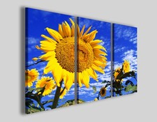 Quadri girasole Color of sun