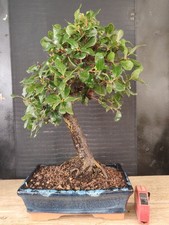 bonsai  quercia da sughero  h
