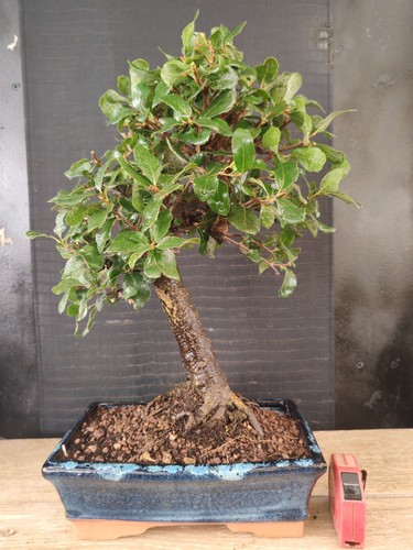 Bonsai quercia sughero h - ,