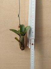 Neoregelia heraclea rilegato - neoregelia, heraclea,
