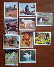 Figurine IL MONDO DEGLI ANIMALI  Panini 1971 - 10 pezzi - in blocco.