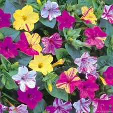 Mirabilis seёds, Mirabilis