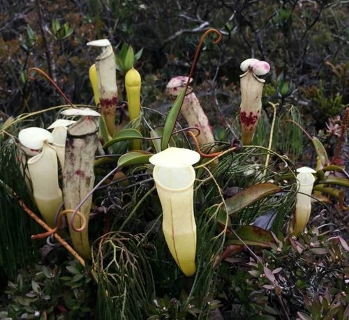 Nepenthes alba rare - nepenthes,
