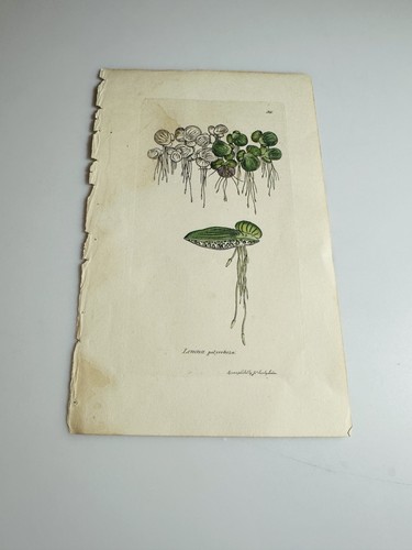 Piatto botanico sowerby 1812 - botanico,