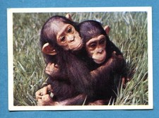 Figurina Panini-ANIMALI DI