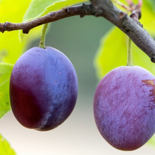 Pianta frutto susino - pianta,