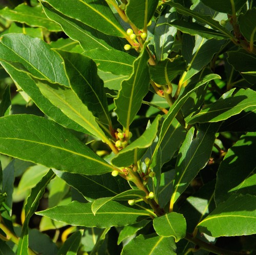 Alloro laurus nobilis 3 - "laurus,