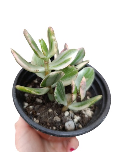 Pianta grassa crassula ovata - pianta,