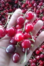 Ciliegie fresche dolci - ciliegie,