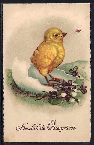 Pulcini pasqua un - su,