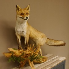 Fuchs Rotfuchs Piedi Radica B