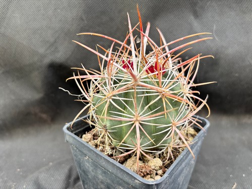 Ferocactus viridescens cactus - ferocactus,