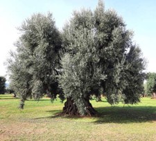 Olea europea cv MONOPOLI - Olivo | Olivo europeo