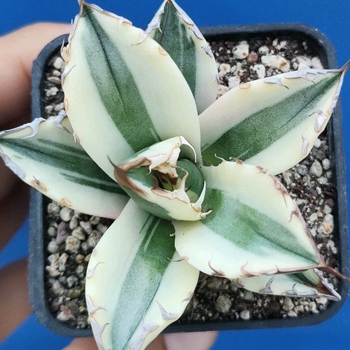 Agave titanota snaggletooth - agave, "snaggletooth"