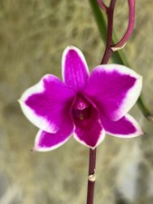 Dendrobium Cherry Song Orchid