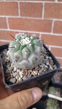 Copiapoa Cinerea Tenebrosa