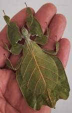 curiosité , taxidermie 