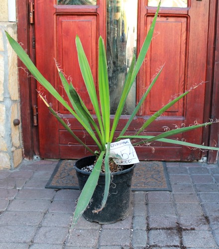 Yucca faxoniana dal - , messico