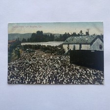 Pigeon Farm Los Angeles CA