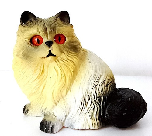 Himalayan cat gatto siberiano - himalayan,