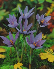 50 Crochi di Zafferano Veri Crocus Sativus Crocus Disponibili dal 9.9.