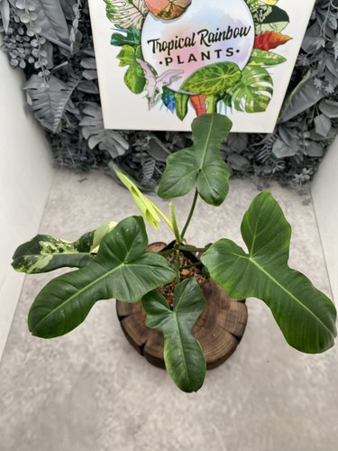 Philodendron florida beauty - beauty, x