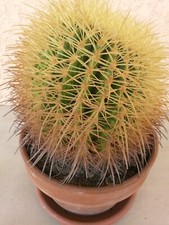Cactus echinocactus grusoni - grusoni, o