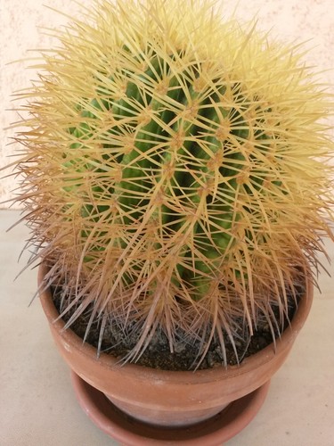 Cactus echinocactus grusoni - cactus,