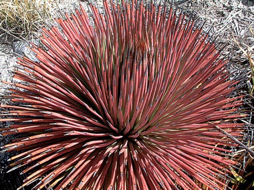 Agave stricta rubra - agave, rubra,